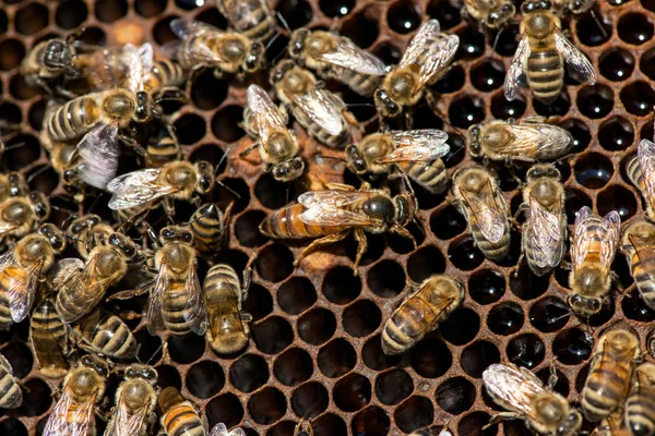 Queen Bee Zwerm Selectieve Aandacht — Stockfoto