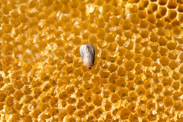 ハチミツガ 家族メイガ科 ミツバチのフレーム トップ ビューでワックス蛾 蜂寄生虫 の特徴的な蛾 — ストック写真