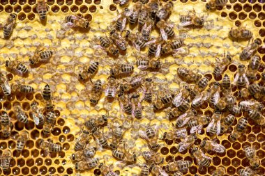 arıdan petek arı kovanı - tarih seçici odak, kopya alanı yakın çekim