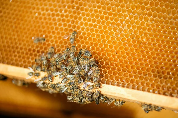 Zblízka Včel Plástve Včelařství Selektivní Fokus Kopie Prostor — Stock fotografie