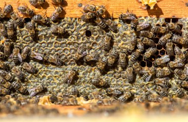 arıdan petek arı kovanı - tarih seçici odak, kopya alanı yakın çekim