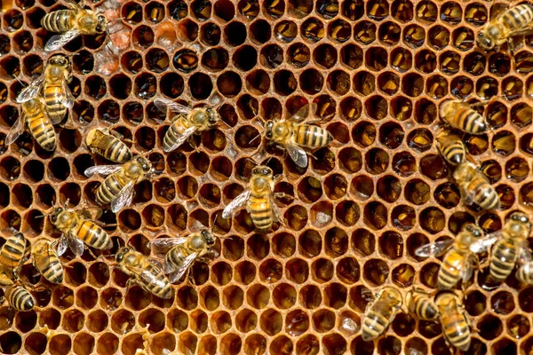 蜂群在蜂窝上的特写 选择焦点 复制空间 — 图库照片