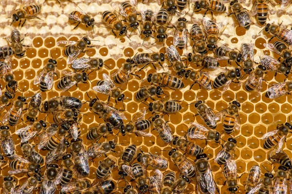 Primer Plano Las Abejas Panal Colmenar Enfoque Selectivo Espacio Copia — Foto de Stock