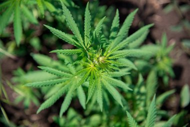 bitki bush esrar esrar üstten görünüm - seçici odak, kopya alanı bırakır