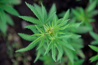 bitki bush esrar esrar üstten görünüm - seçici odak, kopya alanı bırakır