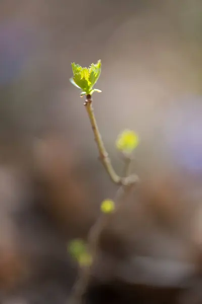 Close Ramo Primavera Com Pétalas Verdes Jovens Foco Seletivo Espaço — Fotografia de Stock