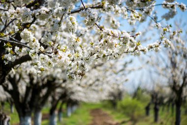 Güzel bir yeşil çim üzerinde beyaz kiraz ağaçlarında baharda açan satır