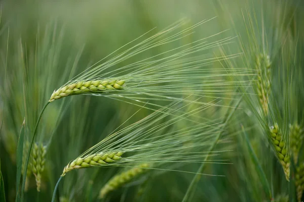 Barley grain is used for flour, barley bread, barley beer, some whiskeys, some vodkas, and animal fodder. Vertical orientation