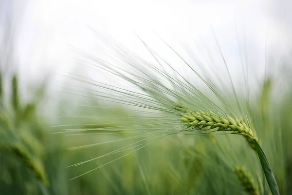 Grano Orzo Usato Farina Pane Orzo Birra Orzo Whisky Vodka — Foto Stock