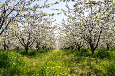 Güzel bir yeşil çim üzerinde beyaz kiraz ağaçlarında baharda açan satır