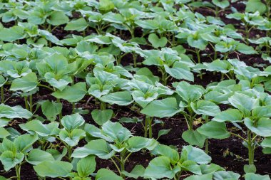 Satır alanında erken ilkbaharda genç ayçiçeği bitkilerin