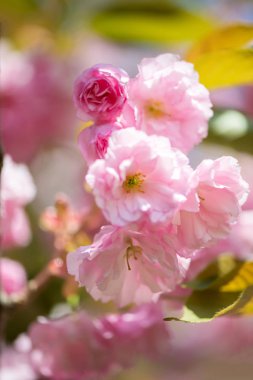 Güzel kiraz çiçeği, pembe sakura Çiçek Doğa arka plan - seçici odak, dikey yönlendirme