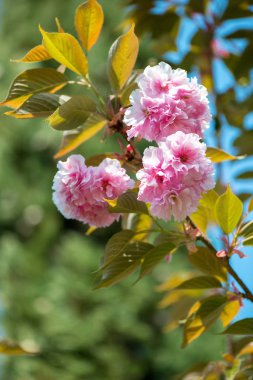 Güzel kiraz çiçeği, pembe sakura Çiçek Doğa arka plan - seçici odak, dikey yönlendirme