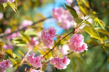 Güzel kiraz çiçeği, pembe sakura Çiçek Doğa arka plan - seçici odak üzerinde