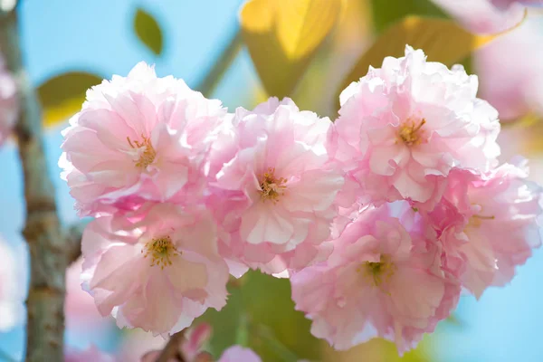 Gyönyörű Cherry Blossom Rózsaszín Sakura Virág Természet Háttér Szelektív Összpontosít — Stock Fotó