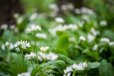Çiçekli ramson, Allium ursinum. Bahar - seçici odak woodland yabani sarımsak bitkilerin çiçeklenme