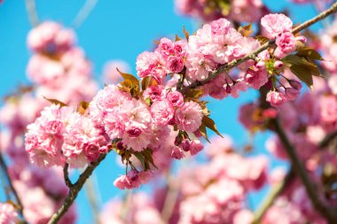 Güzel kiraz çiçeği, pembe sakura Çiçek Doğa arka plan - seçici odak üzerinde