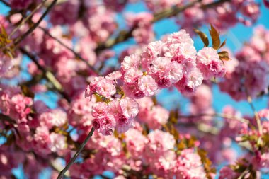 Güzel kiraz çiçeği, pembe sakura Çiçek Doğa arka plan - seçici odak üzerinde