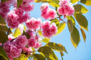 Güzel kiraz çiçeği, pembe sakura Çiçek Doğa arka plan - seçici odak üzerinde