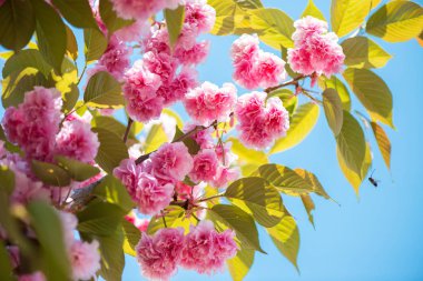Güzel kiraz çiçeği, pembe sakura Çiçek Doğa arka plan - seçici odak üzerinde