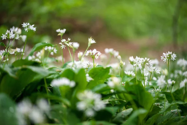 Ramson Flori Allium Ursinum Înflorirea Plantelor Usturoi Sălbatic Pădure Primăvară — Fotografie, imagine de stoc