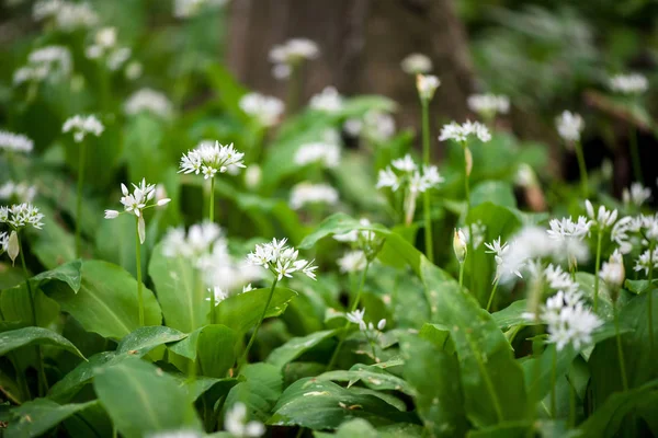 Ramson Flori Allium Ursinum Înflorirea Plantelor Usturoi Sălbatic Pădure Primăvară — Fotografie, imagine de stoc