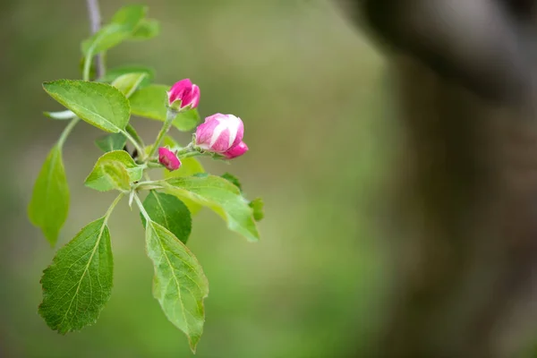 Våren Blossom Gren Blommande Äppelträd Trädgården Bakgrund Selektiv Fokus Utrymme — Stockfoto