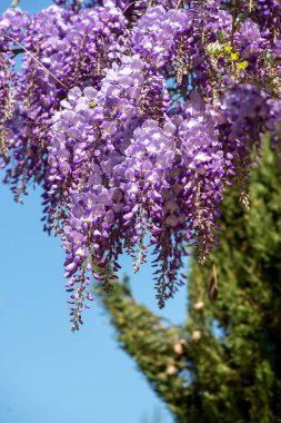 Bahar bahçe - bir çiçek renkli lila mor sarkık wisteria, yakın çekim