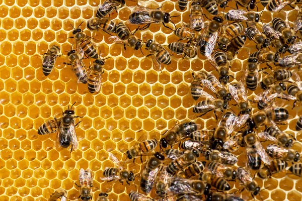 Zbliżenie Pszczół Plastrze Miodu Pasiece Wybiórcze Skupienie Przestrzeń Kopiowania — Zdjęcie stockowe