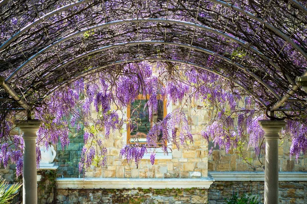 Arched Constructionr Covered Colorful Lilac Purple Drooping Wisteria Flowers Stairs — Stock Photo, Image
