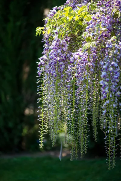Wiosną Ogród Zbliżenie Kwitnący Kolorowe Liliowy Glicynii Fioletowej Opadające — Zdjęcie stockowe