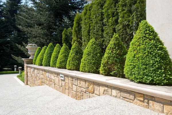 Moderno Diseño Jardín Con Arbustos Caja Árboles Plantas Cerca Del — Foto de Stock