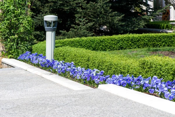 Moderno Diseño Jardín Con Arbustos Caja Árboles Plantas Cerca Del — Foto de Stock