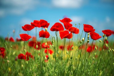 Vahşi alanda çiçek kırmızı haşhaş çiçeği. Seçici odak ile güzel alan kırmızı haşhaş. yumuşak ışık. Doğal ilaçlar. Kırmızı haşhaş Glade. Yalnız haşhaş. Yumuşak odak blur - görüntü