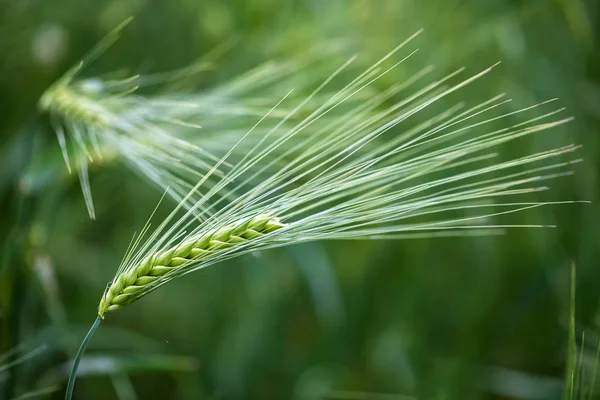 Gerstenkorn Wird Für Mehl Gerstenbrot Gerstenbier Whiskey Wodka Und Tierfutter — Stockfoto