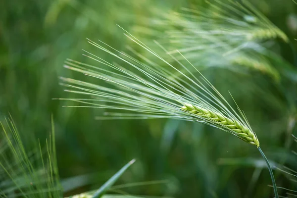 Grano Orzo Usato Farina Pane Orzo Birra Orzo Whisky Vodka — Foto Stock