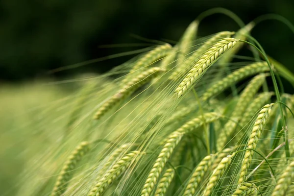 Barley grain is used for flour, barley bread, barley beer, some whiskeys, some vodkas, and animal fodder. Vertical orientation