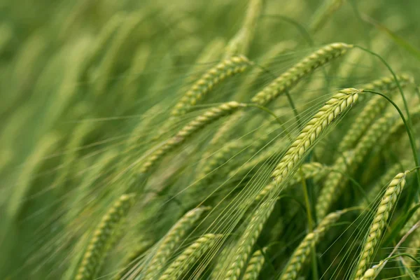 Barley grain is used for flour, barley bread, barley beer, some whiskeys, some vodkas, and animal fodder. Vertical orientation