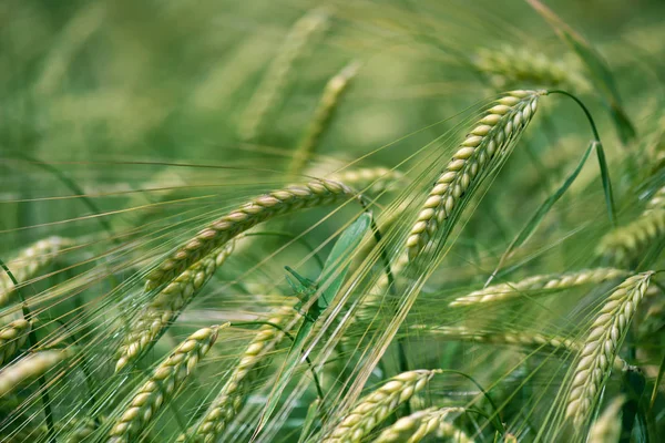 Barley grain is used for flour, barley bread, barley beer, some whiskeys, some vodkas, and animal fodder. Vertical orientation