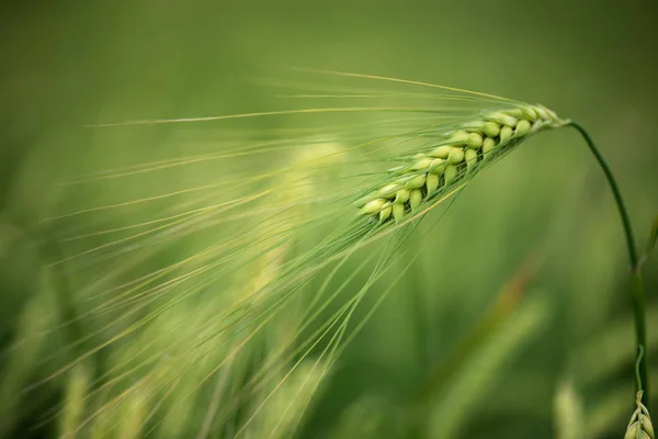 Grano Orzo Usato Farina Pane Orzo Birra Orzo Whisky Vodka — Foto Stock