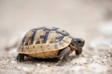 Genç Yunan kaplumbaga kendi doğal ortamında - makro, seçici odak, metin için yer, yakın çekim