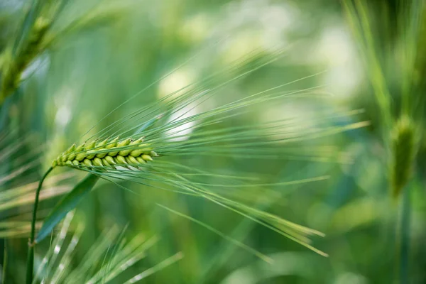 Grano Orzo Viene Utilizzato Farina Pane Orzo Birra Orzo Whisky — Foto Stock