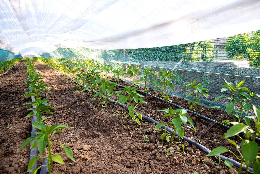 Rows of young pepper plants and drip irrigation in the garden - selective focus, copy space