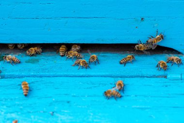 Arı kovanındaki arılara yakın çekim - seçici odak, boşluğu kopyala