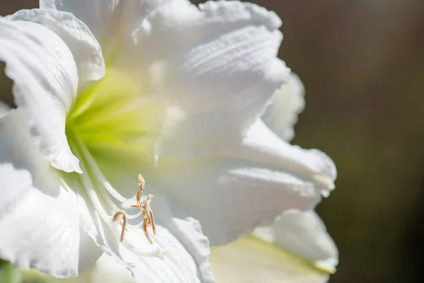Hermoso Racimo Amarilis Blancos Florece Con Venas Verdes Macro Primer —  Fotos de Stock