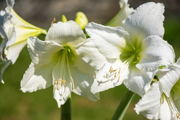 Gyönyörű Fürt Zöld Erezett Fehér Amaryllis Virágzik Vértes Makró Csodálatos — Stock Fotó