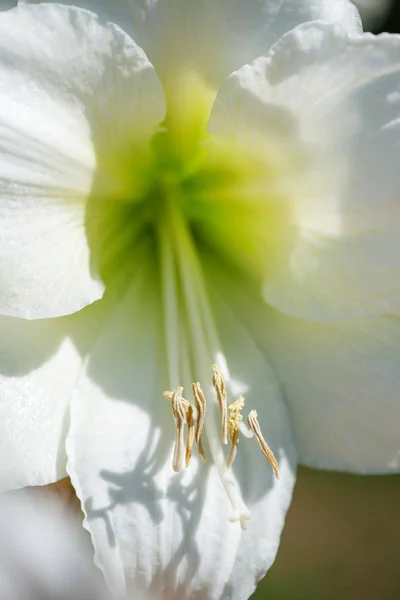 Vackra Kluster Vita Amaryllis Blommar Ådrad Med Grönt Närbild Makro — Stockfoto