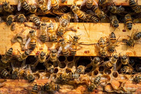 Nahaufnahme Von Bienen Auf Bienenwaben Bienenhaus Selektiver Fokus Kopierraum — Stockfoto