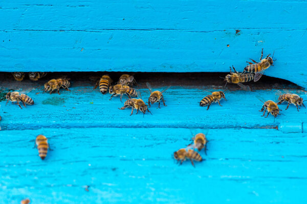 крупный план пчел на сотах на пасеке - селективная фокусировка, копировальное пространство
