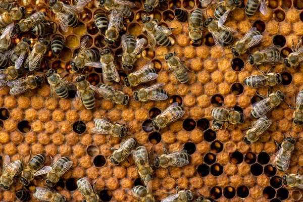 Nahaufnahme Von Bienen Auf Bienenwaben Bienenhaus Selektiver Fokus Kopierraum — Stockfoto